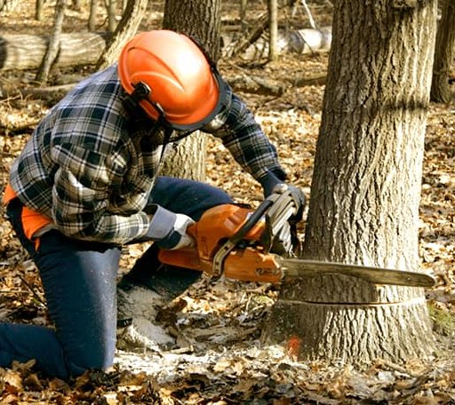Tree Removal in Tilghman, MD